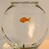 goldfish bowl